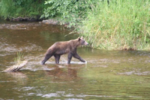 grizzly na de winterslaap | Icy Strait Point