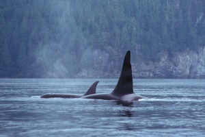 Orca's in de Inside Passage | Inside Passage Orca's in de Inside Passage | Inside Passage