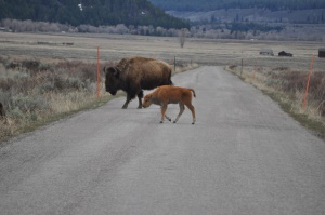 overstekende Bison met jong | Jackson Hole