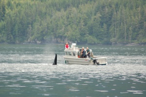 walvistour met uitzicht op een Orca | Johnstone Strait