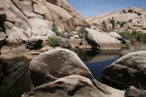 beekje | Joshua Tree National Park