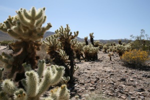 hikingtrail | Joshua Tree National Park