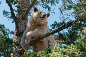 Bear Wildlife Center - Kamloops