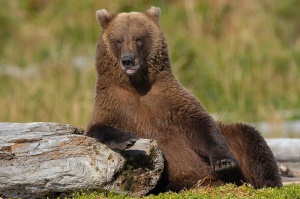 rustende grizzlybeer | Katmai National Park