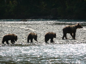 moedergrizzly met jongen | Katmai National Park