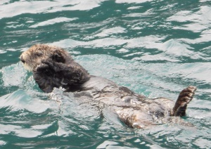 zwemmende otter | Kenai Fjords National Park