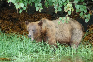 grizzly aan het eten van sedge gras | Khutzymateen