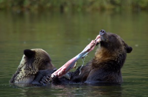 Grizzlies genietend van de zalm | Kitasoo Spirit Bear Conservancy