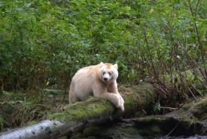 de bijzondere Spirit Bear | Kitasoo Spirit Bear Conservancy