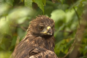 golden eagle zonder snavel in de opvang | Klemtu