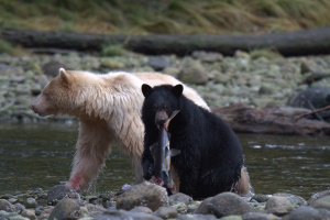 de befaamde Spirit Bear | Klemtu