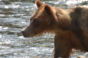 grizzly op zoek naar eten | Knight Inlet