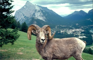 Big-horn sheep - Banff National Park