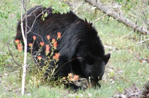 zwarte beer in Banff National Park | Lake Louise