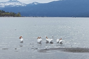 witte pelikanen op zoek naar eten | Lake Okanagan