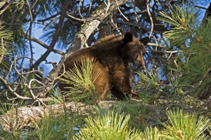 zwarte berenjong | Lake Tahoe