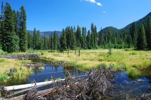 typisch uitzicht in het park | Manning Provincial Park