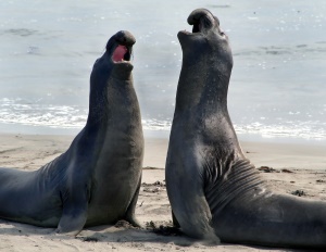 vechtende zeeolifanten | Mendocino CA