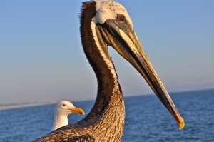 pelikaan en meeuw aan de kust | Monterey