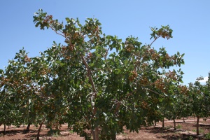 pistachenoten aan de pistacheboom | Monterey