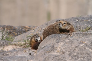 de Yellow bellied Marmot | Mount Rushmore National Memorial