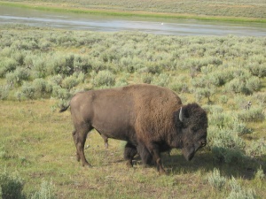 grazende bison | Mt. Carmel Utah