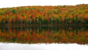 ongekende herfstkleuren | Parc National de la Maurice