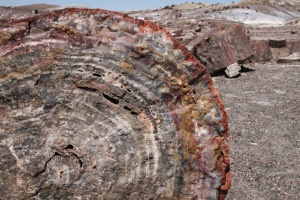 versteende bomen | Petrified Forest National Park