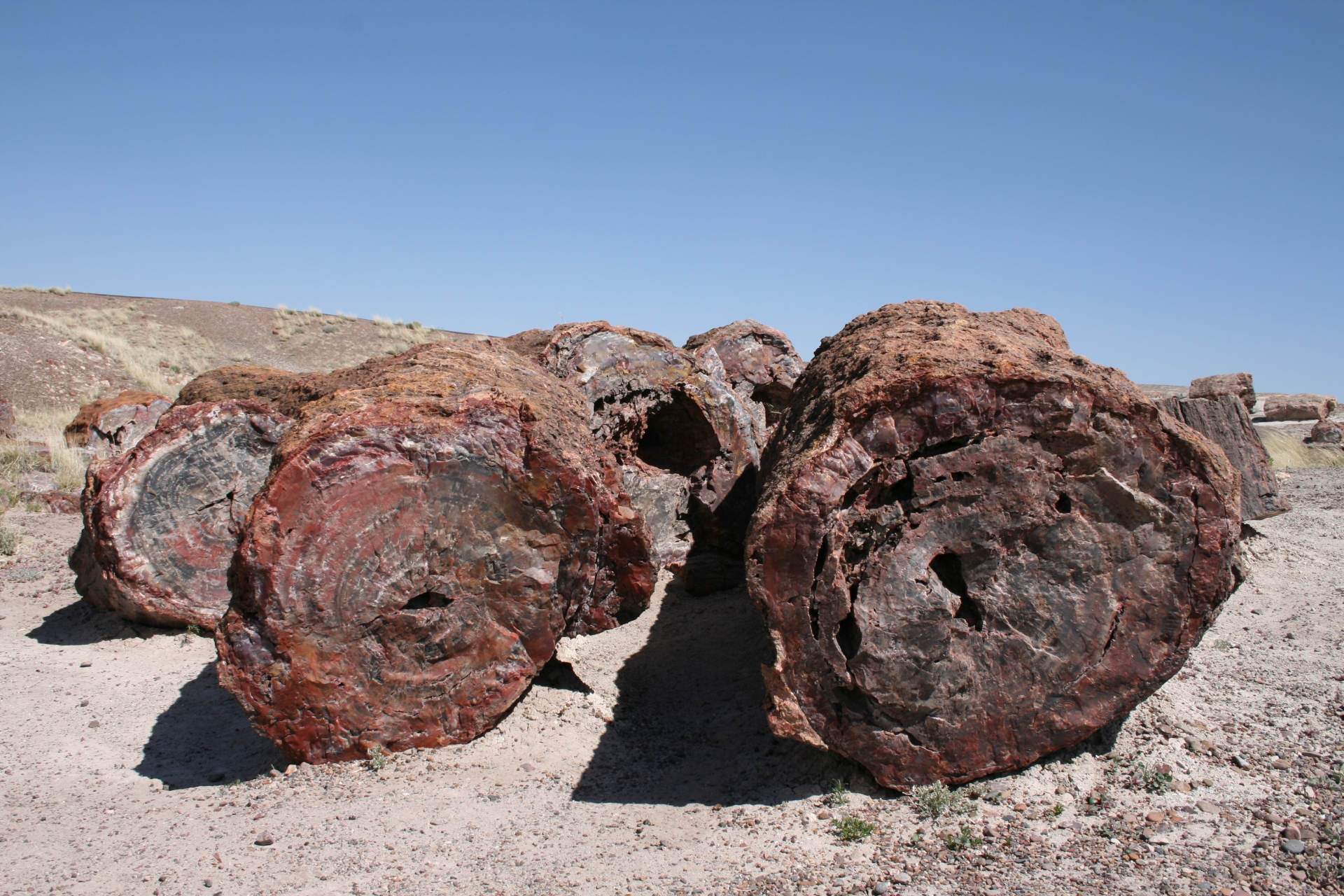 versteende bomen | Petrified Forest National Park