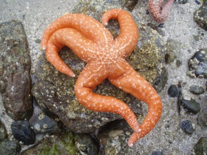 orange zeester (starfish) | Powell River