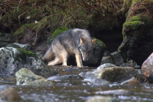 een wolf in de beek | Princess Royal Island