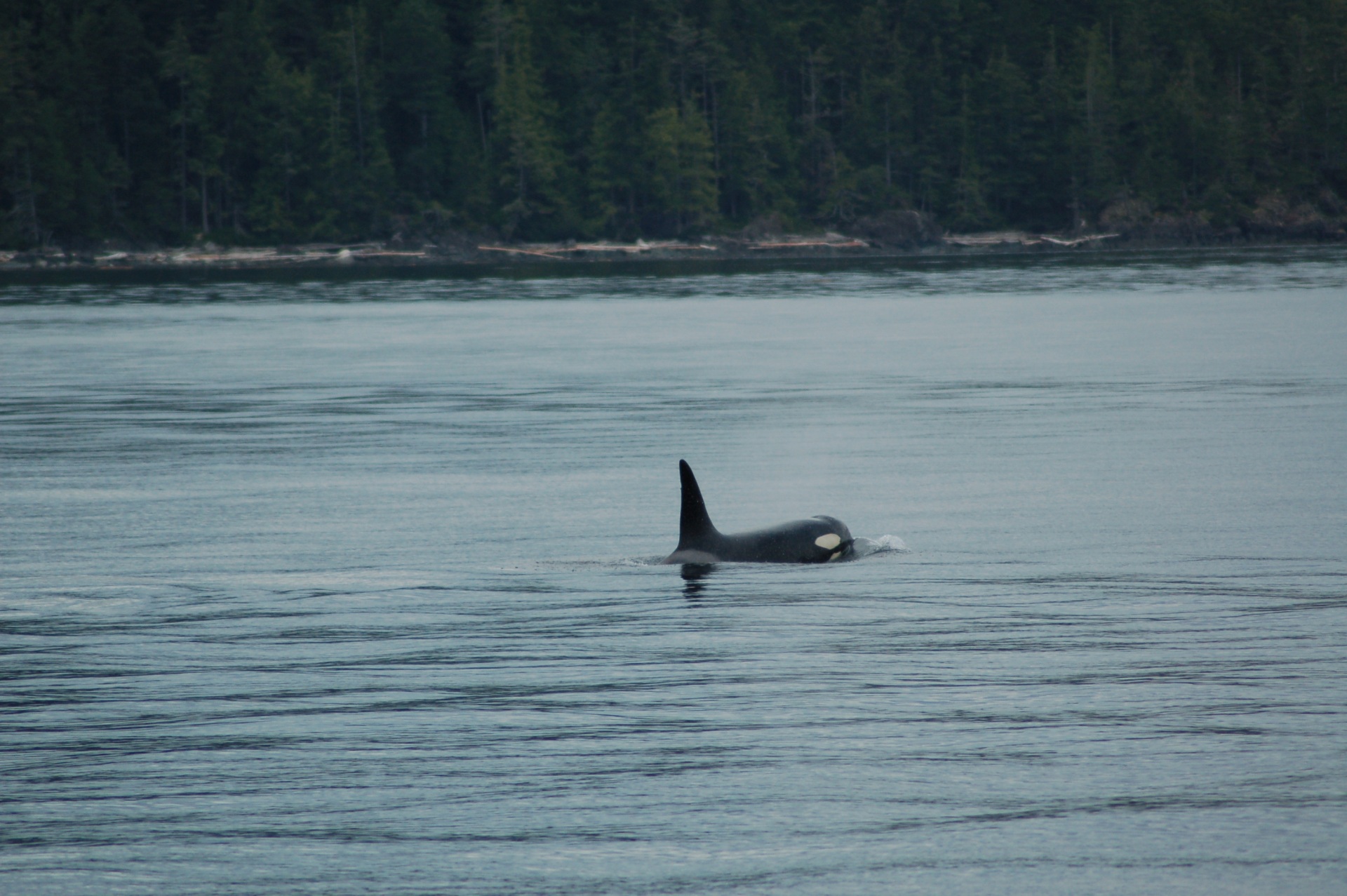 orca voor de kust | Quadra Island