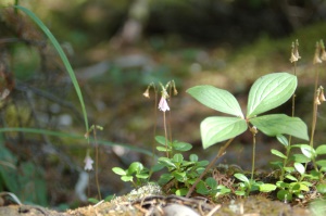 Linnaeusklokje (Twinflower) | Radium Hot Springs