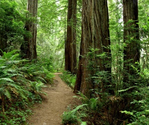 prachtige wandelpaden door het park | Redwood National Park