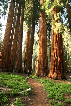 prachtige wandelpaden door het park | Redwood National Park