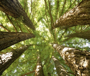 deze Redwoods kunnen meer dan 100 m hoog worden | Redwood National Park