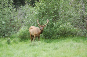 grazend hert in de weide | Revelstoke National Park