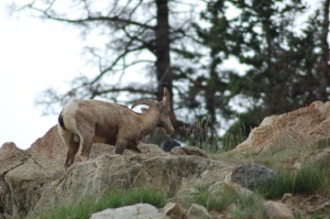 dikhoornschaap (Bighorn Sheep) op de rotsen | Revelstoke National Park