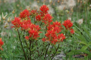 wilde bloemen (de Indian Paintbrush) | Revelstoke National Park