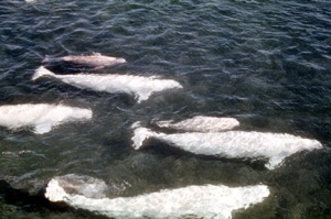 witte dolfijnen (belugas) | Saguenay