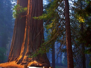Sequoia boom | Sequoia National Park