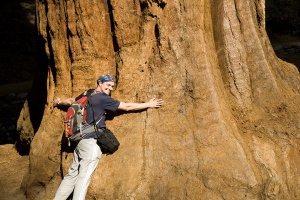 Sequoia met een diameter van meer dan 10 meter | Sequoia National Park