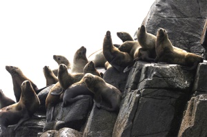 zeeleeuwen op de rotsen | Shearwater