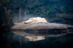 albino alligator in Silver Springs State Park | Silver Springs