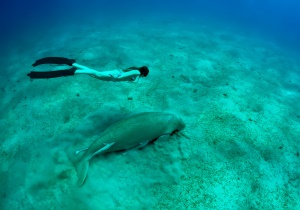 zwemmen met een Lamantijn (Manatee) | Tallahassee FL