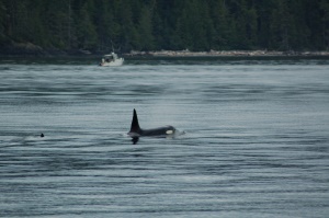 Orca in de Johnstone Strait | Telegraph Cove