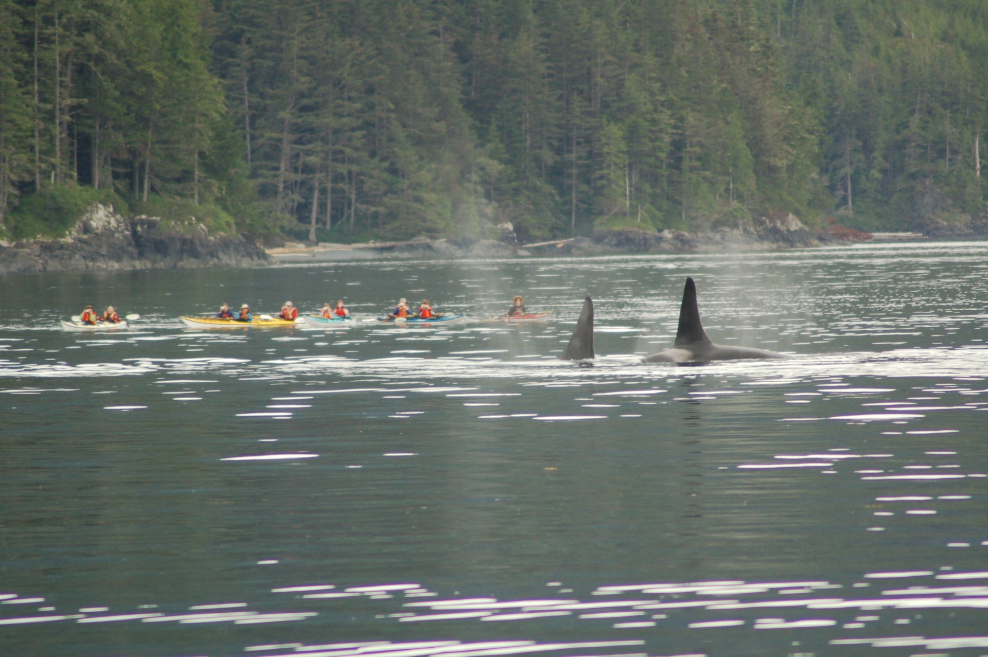 meerdaagse Kajak Orca Tour | Telegraph Cove