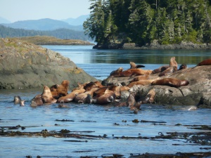 Zeeleeuwen aan de kust - Tofino