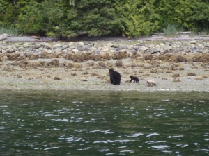 zwarte beer met welp | Tofino