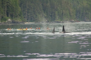 meerdaagse Kayak Tour | Vancouver Island